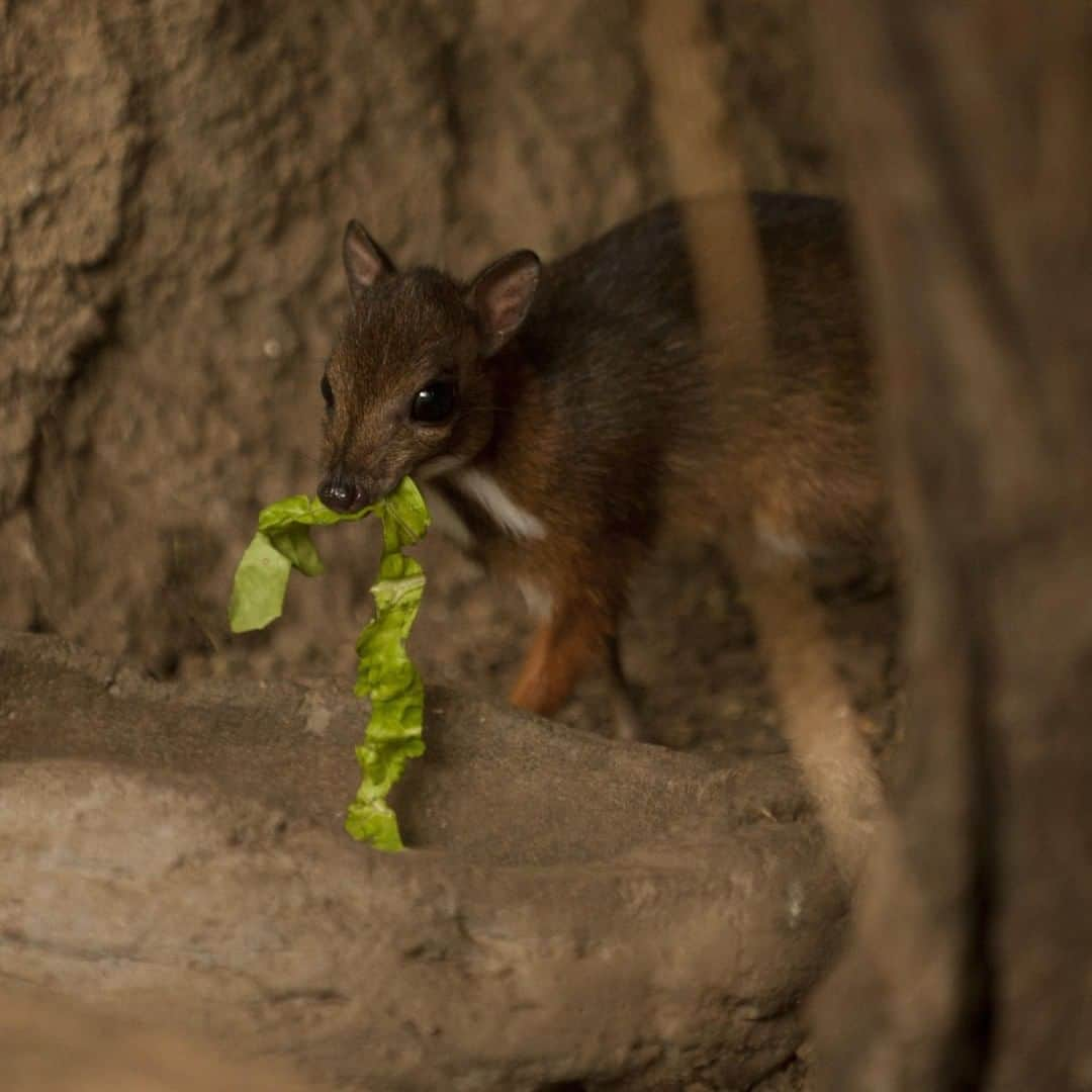 アニマルプラネットさんのインスタグラム写真 - (アニマルプラネットInstagram)「Is it possible that one of the smallest hoofed animals is ALSO the cutest hoofed animal?! The smol mouse-deer is native to South and Southeast Asia. . . . . . #animalsofinstagram #animalplanet #animaloftheday #wild #wildlife #outdoors #animals #wildanimals #conservation #nature #animallovers #instanature #wildgeography #cute #toocute #mousedeer」3月26日 1時00分 - animalplanet