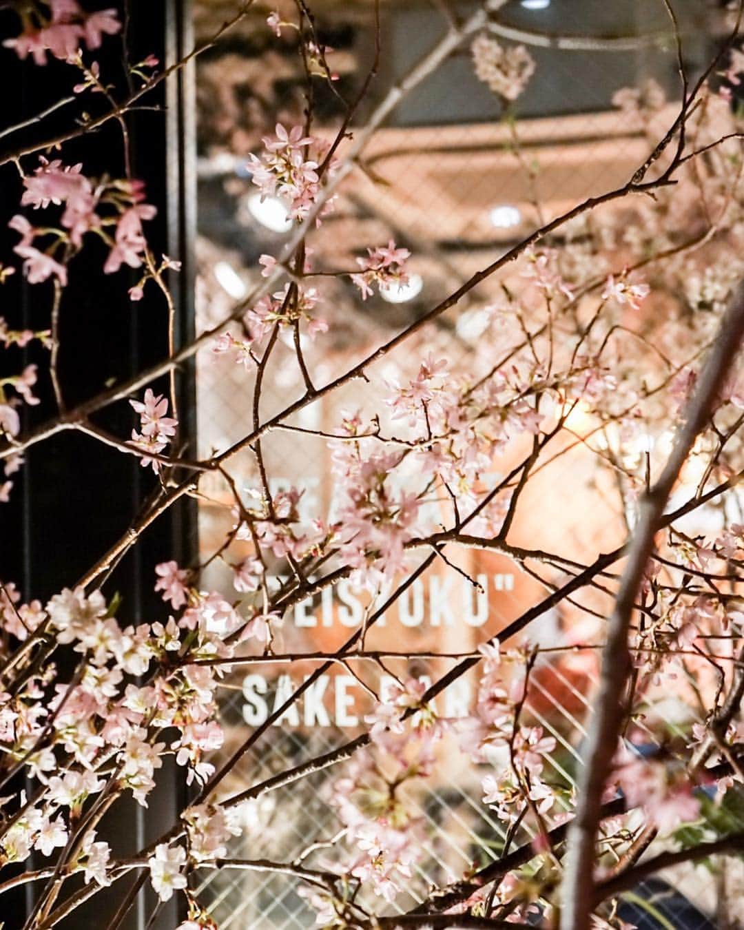 島野ミキさんのインスタグラム写真 - (島野ミキInstagram)「・ ・ "RAIZIN SAKURA CAFE"のプレオープンに ご招待して頂きました🌸🌸🌸 桜満開なオシャレな店内ではピンクのRAIZINカクテルや ランチが楽しめるよ😋 ご飯もカクテルもめっちゃうまいっ🍸 明日から3日間限定なので絶対行くべし！！！！ ・ ・ #限定ショップ#chereyblossom #sakura #prettyinpink #indoorplants #pink #tokyonights #toranomon #asiangirl #japanesegirl #denimlovers #お花見 #インドア花見 #桜の花 #桜ドリンク #ライジンサクラ#虎ノ門#虎ノ門カフェ#cafe#カフェ巡り#カフェ好きな人と繋がりたい #カフェ#RAIZINSAKURA#RAIZINSAKURACAFE#PR#エア花見#お花見#桜#🌸」3月25日 23時30分 - miki_shimano