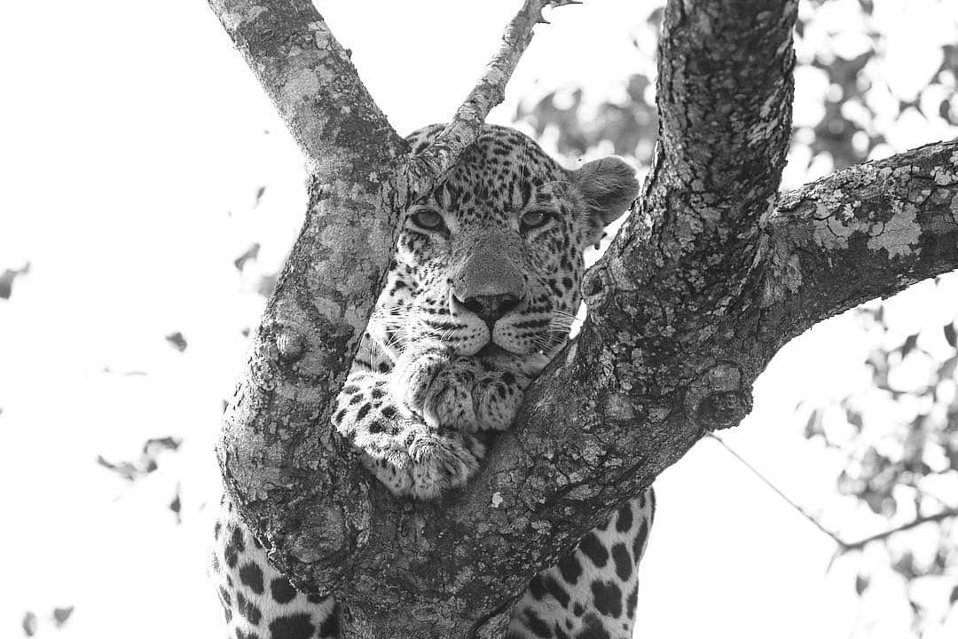 Kevin Richardson LionWhisperer さんのインスタグラム写真 - (Kevin Richardson LionWhisperer Instagram)「No other cat seems to get the, “I don’t give a ....,” attitude nearly as good as a leopard. If you know leopards, then you’ll know that this attitude can sometimes sum them up. I think I need to practice making a face like this in response to some people. #blackandwhite」3月25日 23時31分 - lionwhisperersa