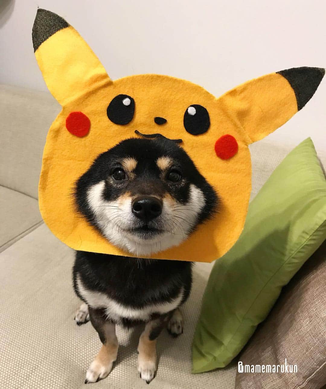 まめ丸のインスタグラム：「* * 【 #はめ丸 シリーズ第１８弾 ピカチュウ】 * 今日は『でんきの日⚡️』なんだって🐶❣️ でんき⚡️ムダづかいすると ぼくがおしおきしちゃうよー🐶💓 * I'm a PIKACHU , please catch me🐶💓 🌟#mamemaruscosplay No.18🌟PIKACHU🌟 * #今日は真顔のぼく #キリッとしてるでしょ #顔デカピカチュウ ⭐️ * #柴犬#豆柴#柴#黒柴#犬#ふわもこ部#shiba#shibainu#shibastagram#shibadog#ig_dogphoto#puppy#instadog#dogstagram#dog#petstagram#pet#강아지#映画ペット2キャンペーン#まめ丸ポケモン#pokemon#pikachu#ポケモン#ピカチュウ#まめ丸何の日シリーズ」