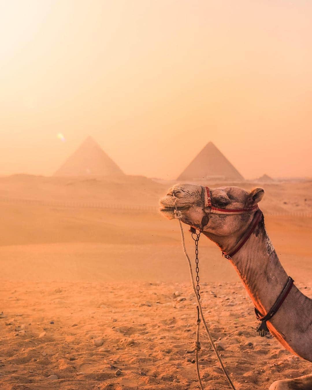 CANON USAさんのインスタグラム写真 - (CANON USAInstagram)「"When I visited Egypt on a solo trip in 2015, tourism was at an all-time low and for about an hour, I was the only person (aside from my camel guide) at the Giza Pyramids. Hard to express what a bizarre and exhilarating feeling it was to be alone in such a historically significant place. Maybe not the safest trip I've ever taken, but definitely the most memorable! Here's a shot of my trusty camel for the day enjoying the evening warmth." #MyCanonStory  Photo Credit: @kanyeweist Camera: #Canon EOS 6D Lens: EF 17-40mm f/4L USM Aperture: f/4 ISO: 100 Shutter Speed: 1/125 sec Focal Length: 40mm」3月25日 23時34分 - canonusa