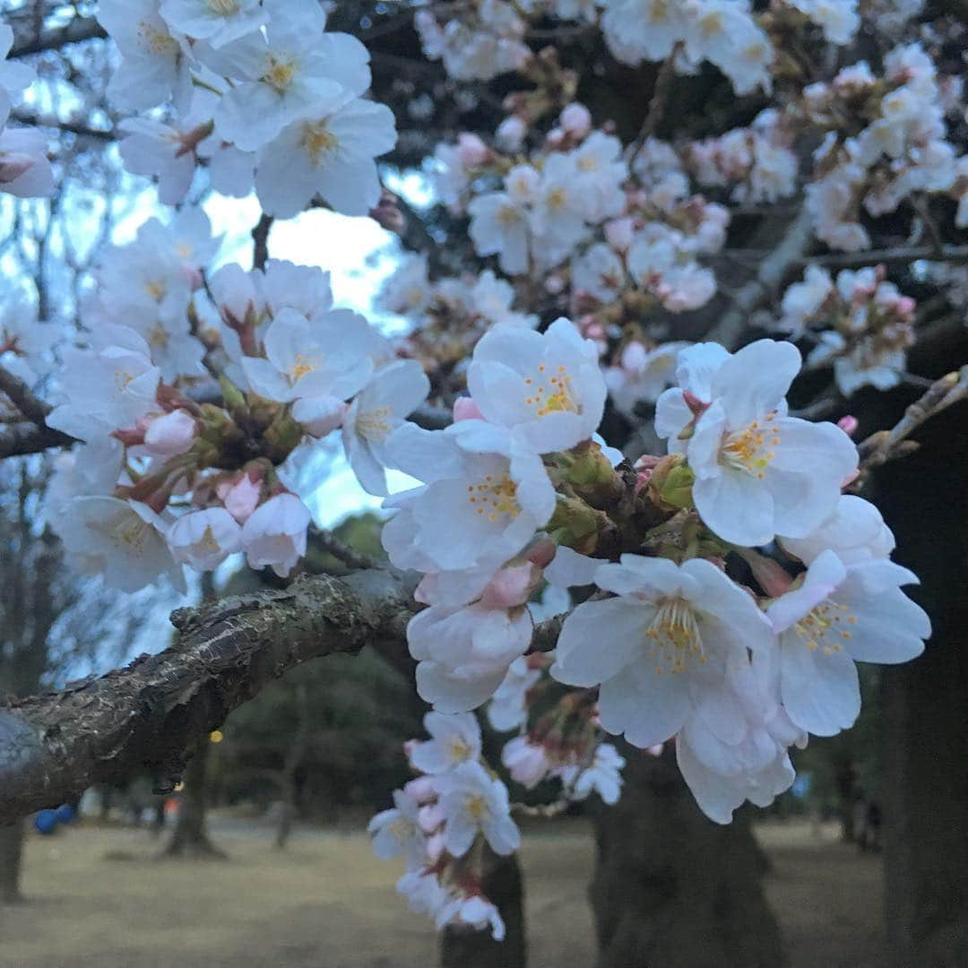 中倉隆道さんのインスタグラム写真 - (中倉隆道Instagram)「. 昼間に見たかったー🌸 . . 週末は満開だね☺️✨ . . #桜 #代々木公園 #花見 #フリーアナウンサー #中倉隆道 #柿ピー研究家 #アニメ研究家」3月25日 23時41分 - ryudo.tokyo