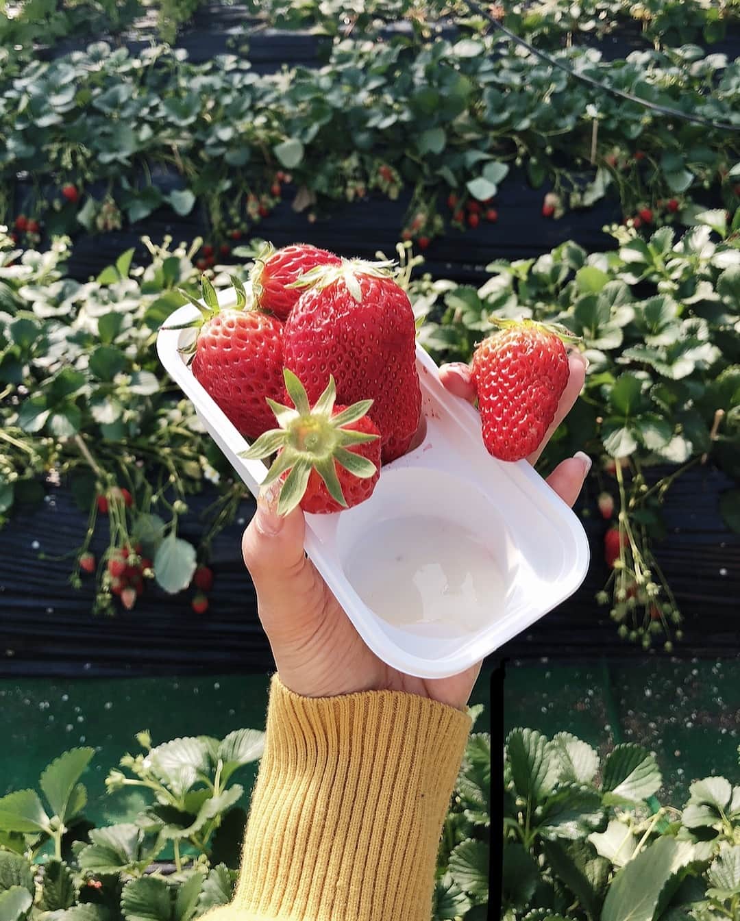 三方美穂さんのインスタグラム写真 - (三方美穂Instagram)「いちご狩り🍓 練乳なくても甘かった🤤 今思い出しても美味しかったの思い出せる〜 柔らかくてすっごく甘い！ #章姫 スーパーには柔らかく出まわらないみたい🍓 #いちご狩り #写真撮ってから別行動 #いちごに必死 #20個以上は食べれなかったな #白のボトムには注意 #洗濯中」3月26日 0時01分 - mihomikata