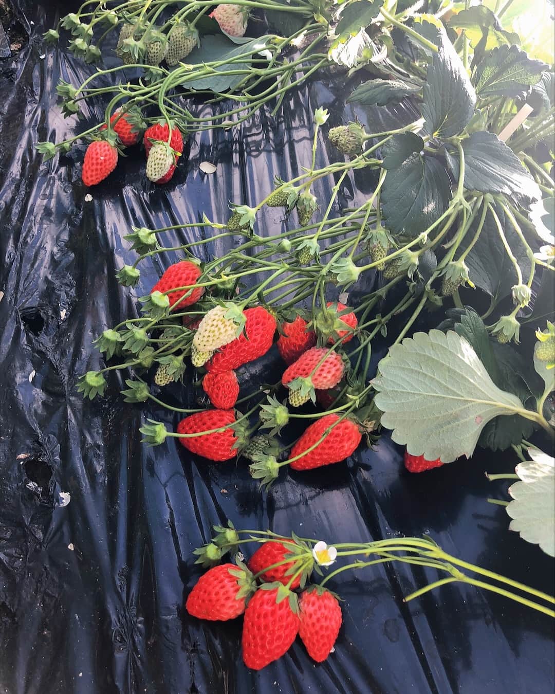 三方美穂さんのインスタグラム写真 - (三方美穂Instagram)「いちご狩り🍓 練乳なくても甘かった🤤 今思い出しても美味しかったの思い出せる〜 柔らかくてすっごく甘い！ #章姫 スーパーには柔らかく出まわらないみたい🍓 #いちご狩り #写真撮ってから別行動 #いちごに必死 #20個以上は食べれなかったな #白のボトムには注意 #洗濯中」3月26日 0時01分 - mihomikata