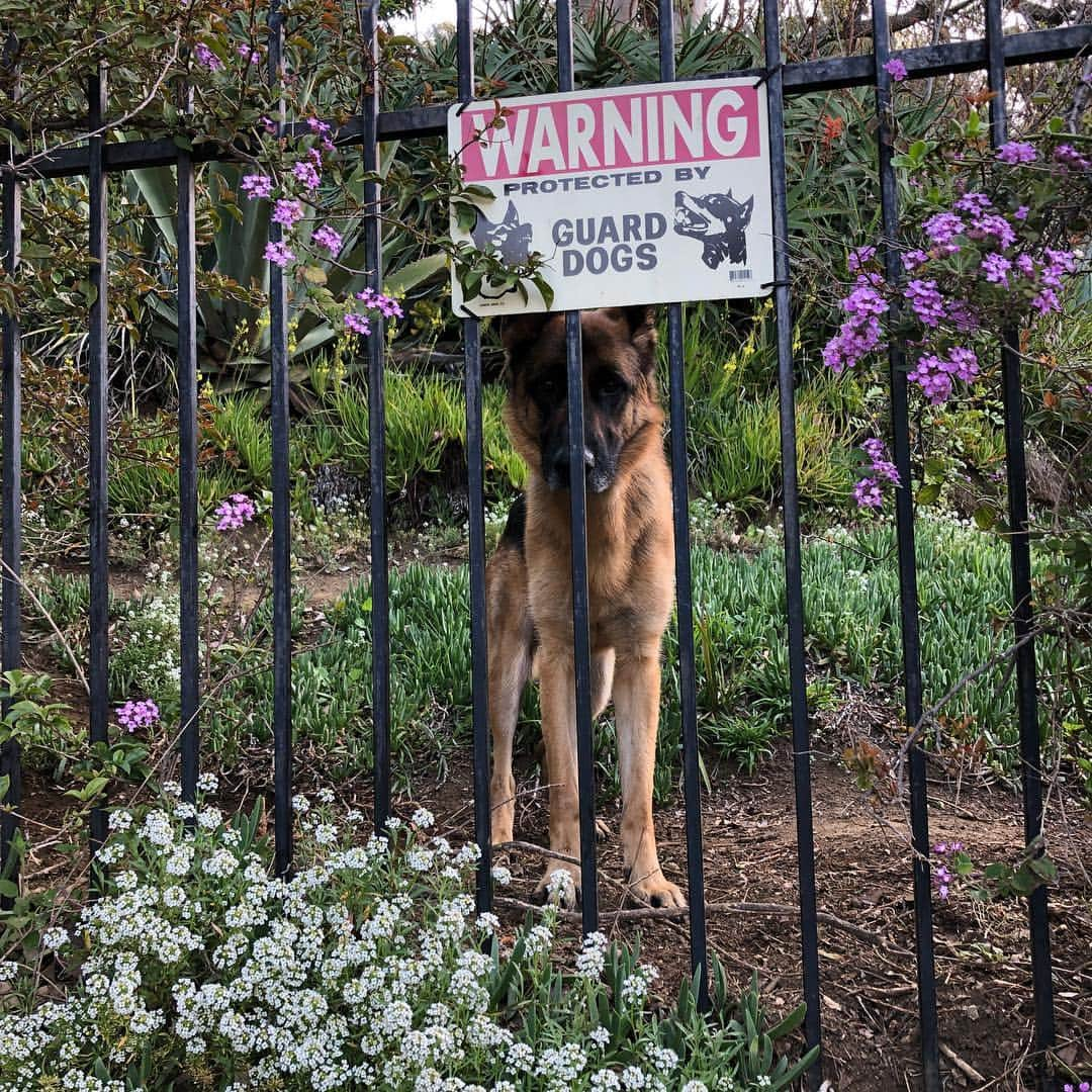 ロバート・パトリックさんのインスタグラム写真 - (ロバート・パトリックInstagram)「“Blitz “ patrol! He takes it very serious! #germanshepherd」3月26日 0時19分 - ripfighter