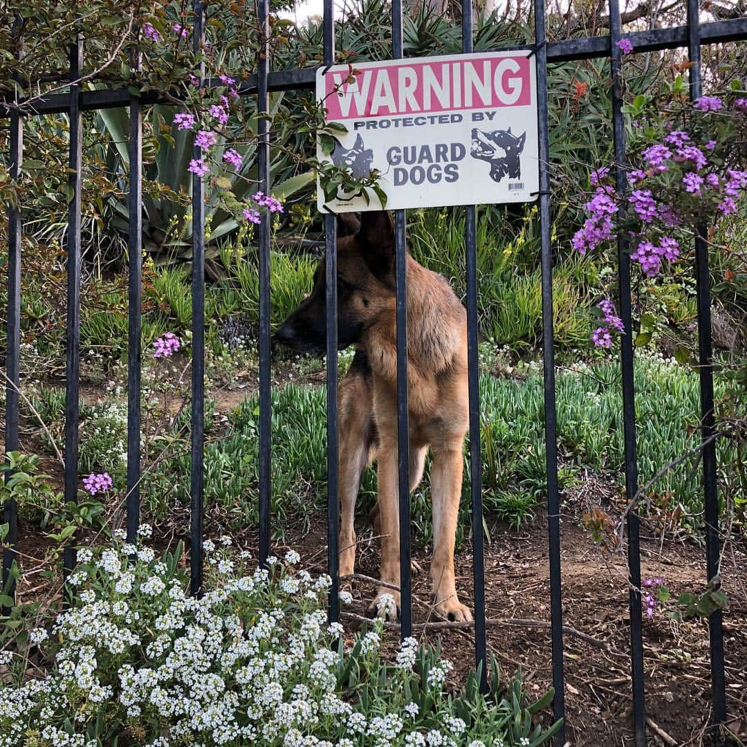 ロバート・パトリックさんのインスタグラム写真 - (ロバート・パトリックInstagram)「“Blitz “ patrol! He takes it very serious! #germanshepherd」3月26日 0時19分 - ripfighter