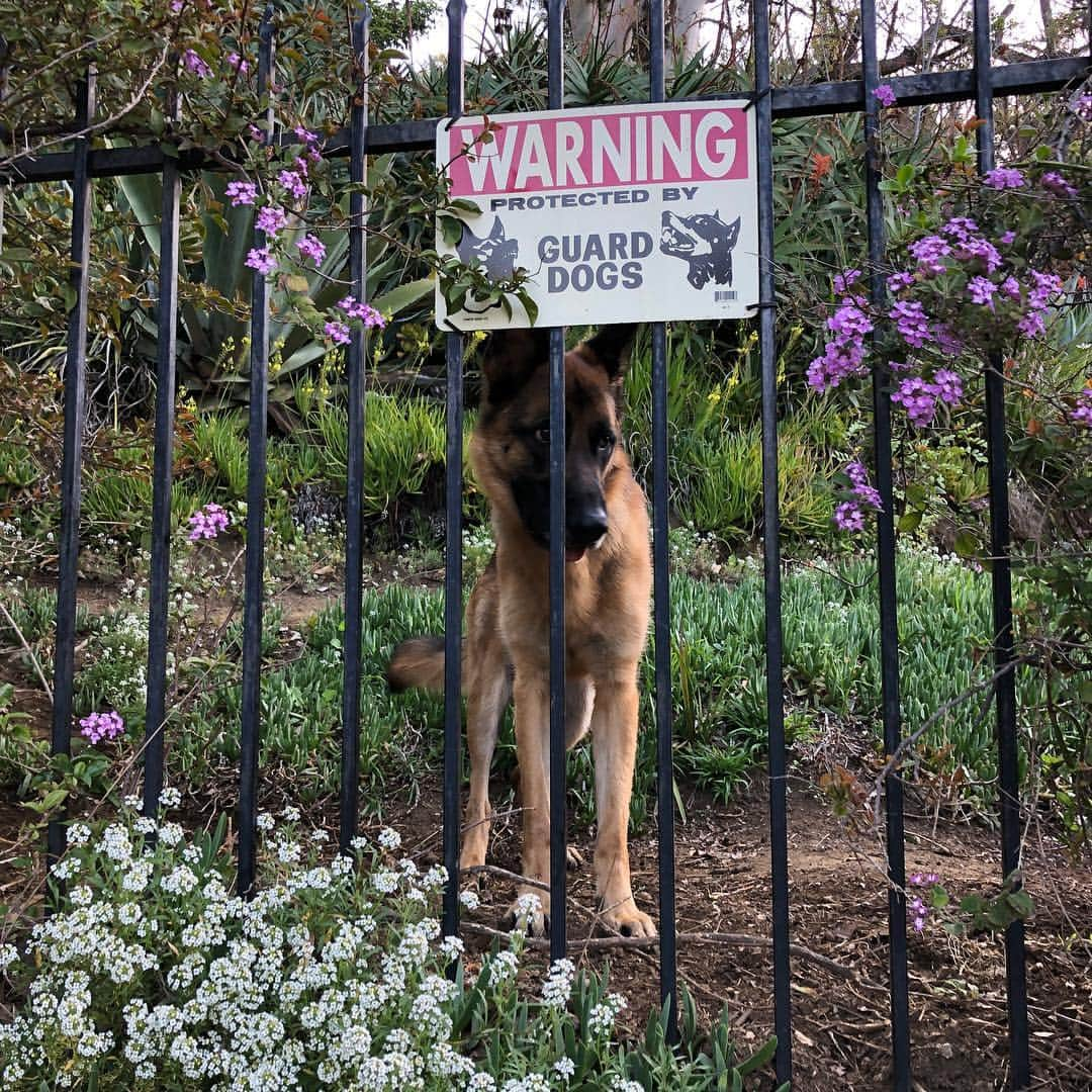 ロバート・パトリックさんのインスタグラム写真 - (ロバート・パトリックInstagram)「“Blitz “ patrol! He takes it very serious! #germanshepherd」3月26日 0時19分 - ripfighter