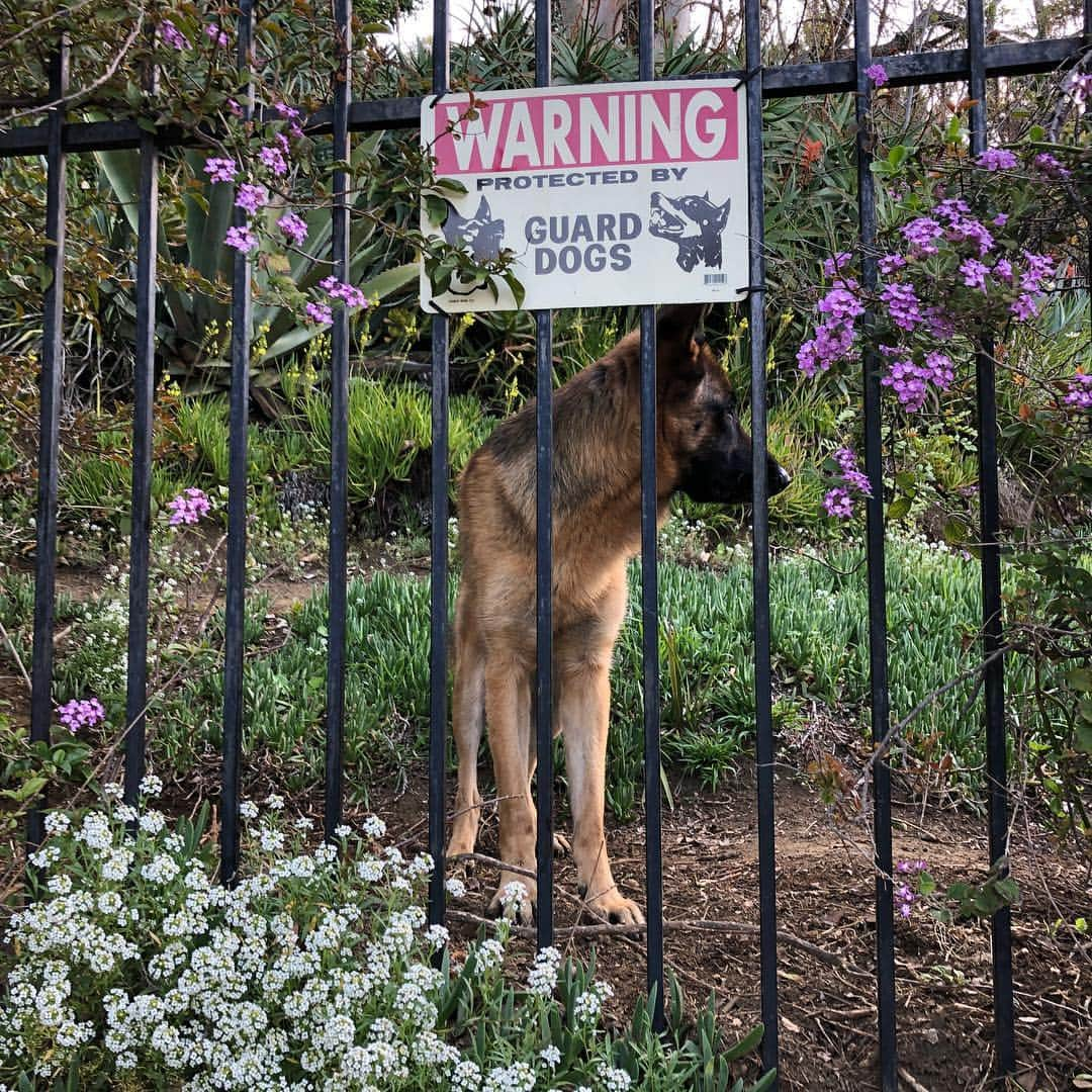 ロバート・パトリックさんのインスタグラム写真 - (ロバート・パトリックInstagram)「“Blitz “ patrol! He takes it very serious! #germanshepherd」3月26日 0時19分 - ripfighter