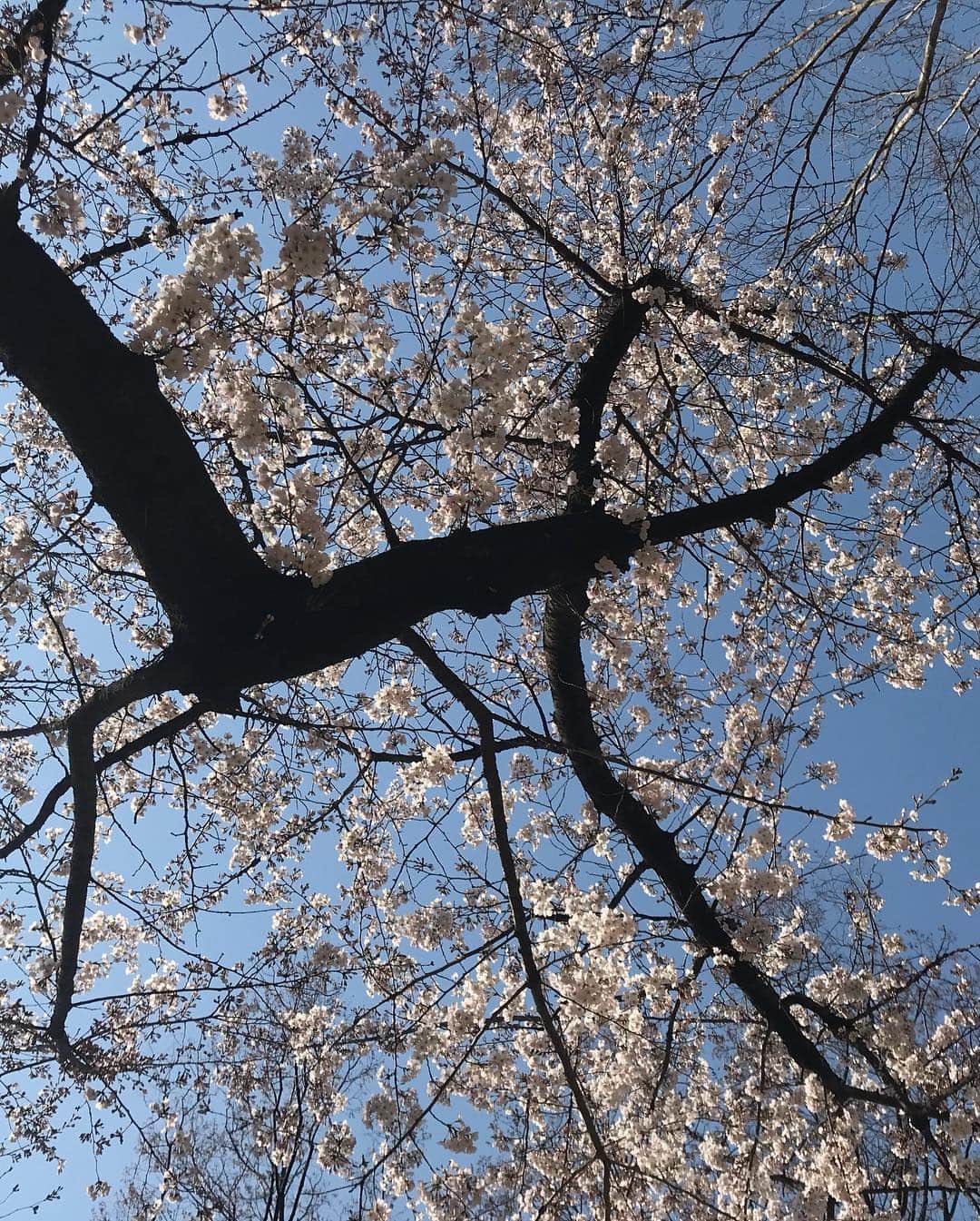 akkoさんのインスタグラム写真 - (akkoInstagram)「桜が美しい🌸 ビーのおかげで毎朝桜チェックが出来ます😊 #akko #akkostagram #mll #bumblebeew」3月26日 0時34分 - mllakko