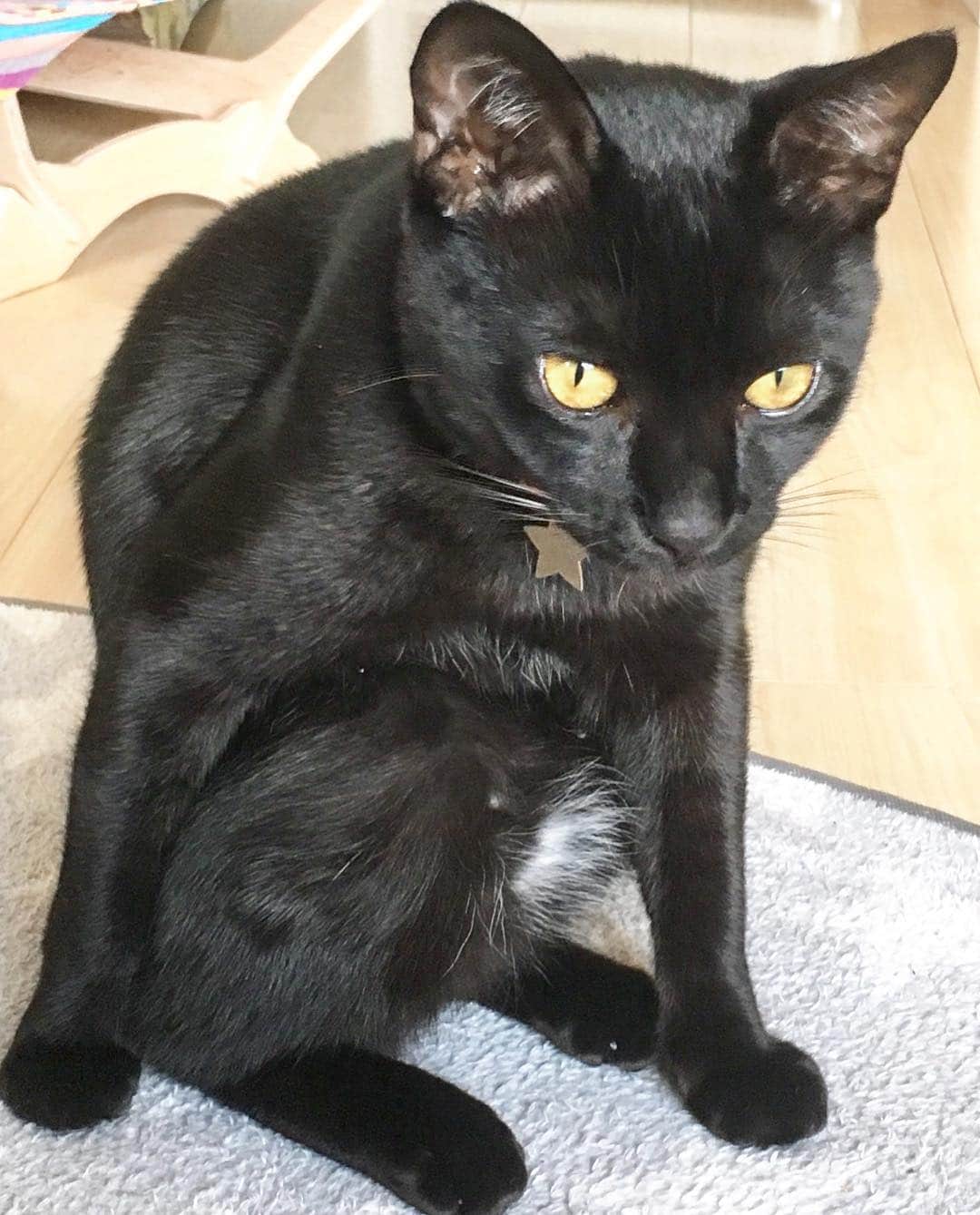 しおやてるこさんのインスタグラム写真 - (しおやてるこInstagram)「くろすけ変な座り方 #黒猫」3月26日 0時47分 - shiochin1129
