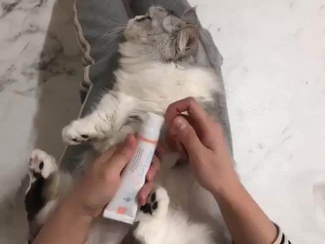 Aww Clubのインスタグラム
