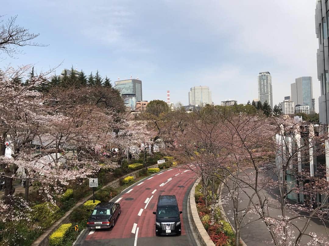 キャンヒロユキさんのインスタグラム写真 - (キャンヒロユキInstagram)「東京ミッドタウンの桜。  からの新宿へ。ライブまで時間あるので、TSUTAYAブックアパートメントなるところでゴロゴロしながら下川さんのタイ旅行記を読む。  いつかは旅行記書いてみたいなー。友人らや芸人らとの旅の様子とか。」3月25日 15時54分 - kiyancan