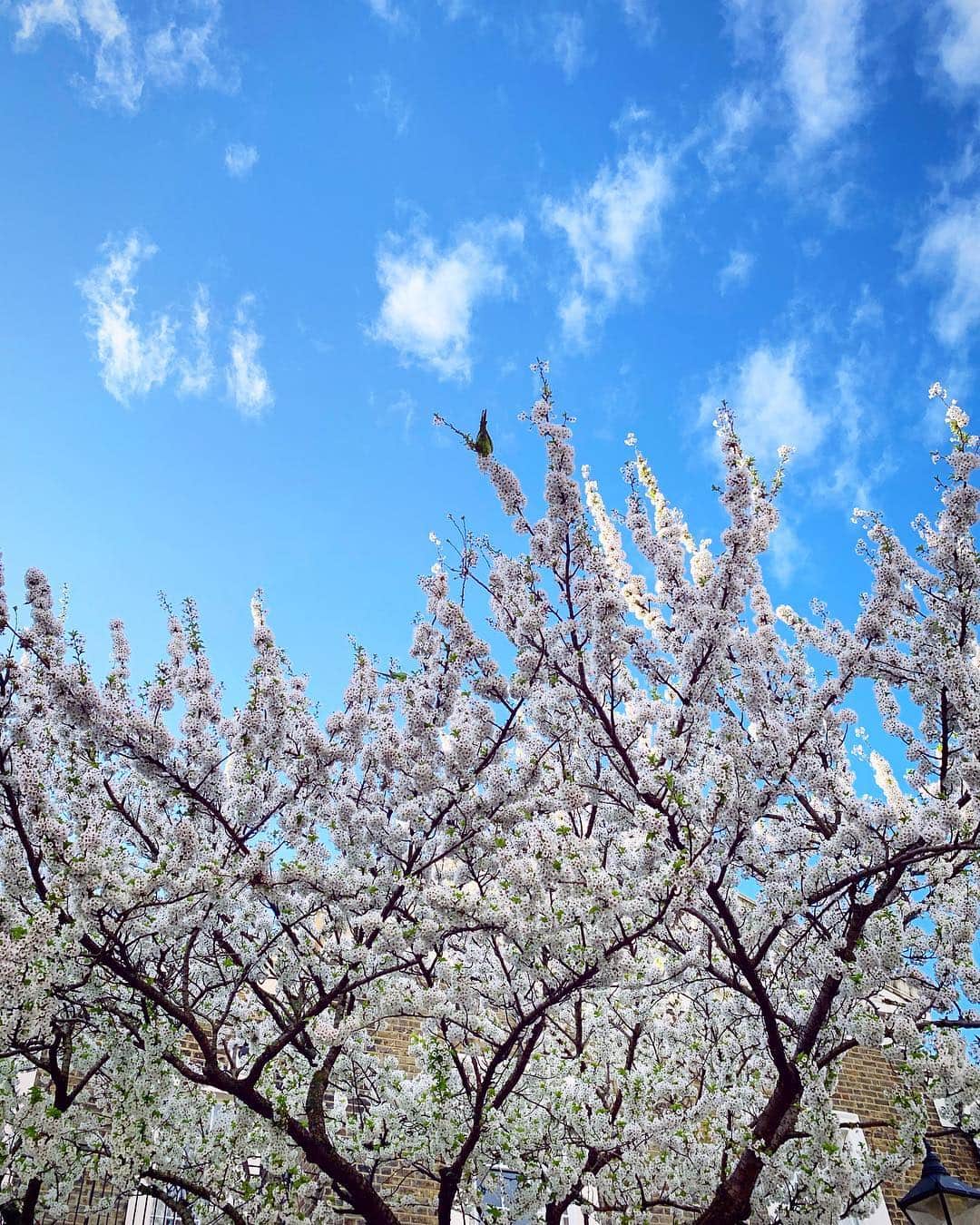 Tea and sittingのインスタグラム：「...Early yesterday morning I indulged myself in a street of London blossom...🌸 ( more #blossomspam in my Stories today ) #londonblossom」
