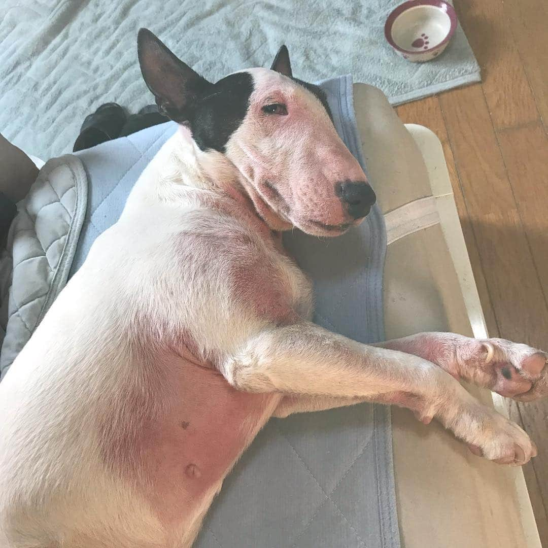 Q太郎さんのインスタグラム写真 - (Q太郎Instagram)「#minituru#bull#terrier#minibullterrier#miniturubullterrier#dog#dogstagram#cute#qtaro#love#family#ミニチュア#ブルテリア#ミニチュアブルテリア#Q太郎」3月25日 16時22分 - qtaro.jun