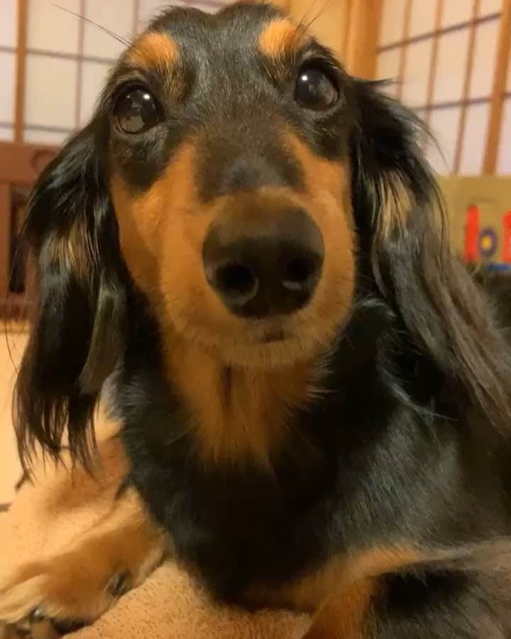 すしらーめん《りく》のインスタグラム：「ジロジロジロ…（足の成長期まだかなぁ〜） #sausagedog #chu」