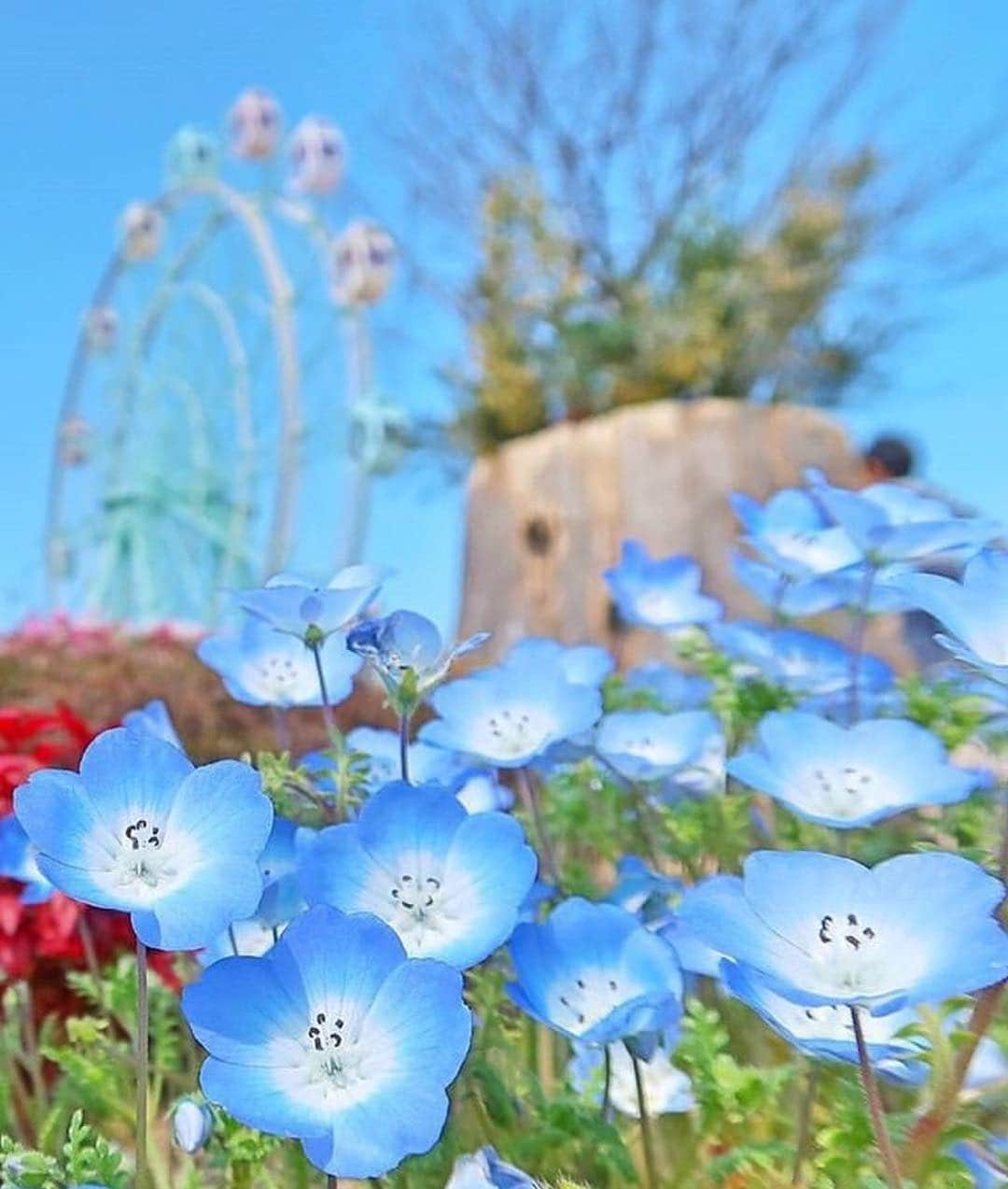 aumoさんのインスタグラム写真 - (aumoInstagram)「【 #ネモフィラ × #福岡女子旅 】 . 福岡県にあるかしいかえんシルバニアガーデンで撮影されたこちらの写真📸シルバニアファミリーの世界を再現したこちらの施設🐰可愛らしい空間と爽やかなネモフィラがマッチしていて素敵ですね💐 . Credit：@m_yamaguchi_さん 素敵なお写真をありがとうございます☺ . あなたが撮影した素敵な写真に 「#aumo」を付けて教えてください♡ あなたの投稿が明日紹介されるかも♪ . aumoアプリは毎日配信！おでかけや最新グルメなどaumo読者が気になる情報が満載♡ ダウンロードはプロフィールのURLから✔ (iPhone&Android版) . . #福岡旅行 #福岡観光 #シルバニアガーデン #風景#絶景#旅#おでかけ#国内旅行#風景写真#日本の風景#綺麗な景色#ダレカニミセタイケシキ#カメラ女子部#景色最高#日本の絶景#旅行好き#旅好きの人と繋がりたい#スポット#カメラ撮ってる人と繋がりたい#あなたとみたい景色#景色綺麗#日本の景色#絶景ポイント#絶景スポット#写真楽しむ部#写真好キト繋ガリタイ」3月25日 17時05分 - aumo.jp