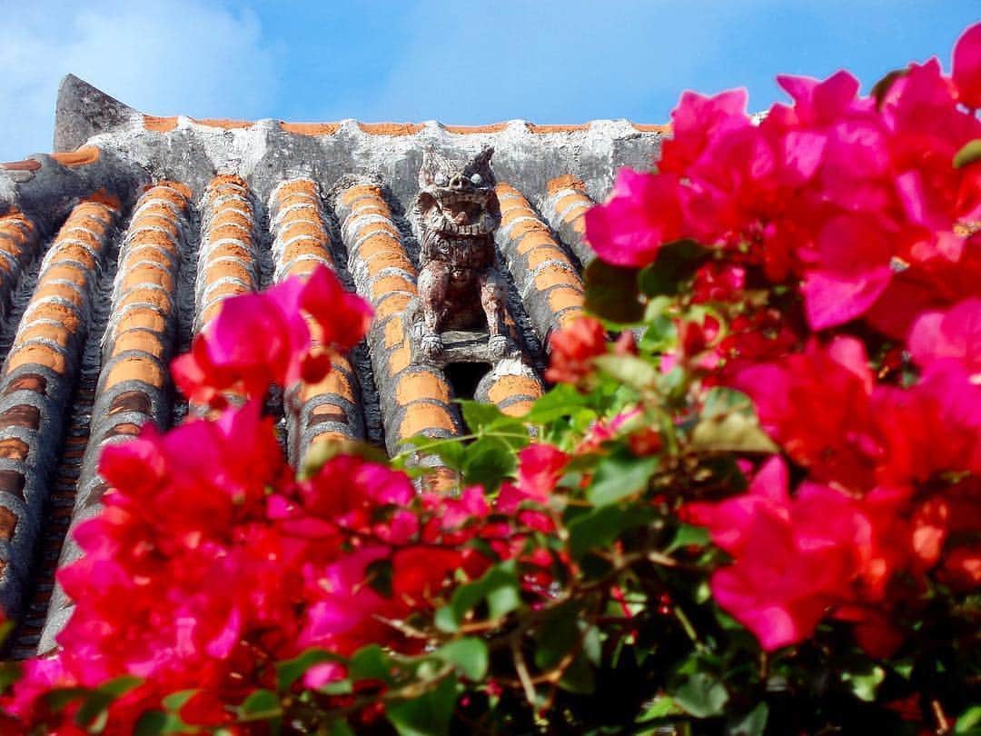 Be.okinawaさんのインスタグラム写真 - (Be.okinawaInstagram)「Take some time to look up from the oceans every now and again. You might catch a glimpse of a little something uniquely Okinawan. 📷:@caelureus_mare #taketomiisland #redtileroofs #bougainvillea #shisa #shisaokinawa #beokinawa #visitokinawa」3月25日 17時14分 - visitokinawajapan