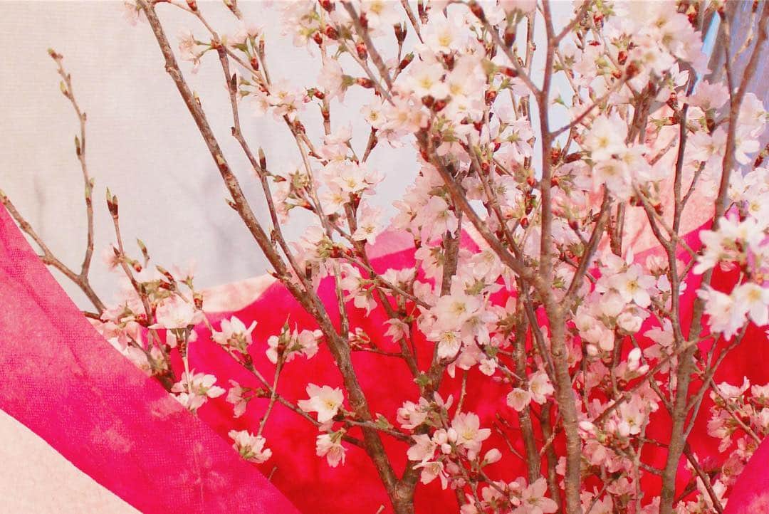 江口千夏さんのインスタグラム写真 - (江口千夏Instagram)「マネージャーさんから大きな桜を頂きました🌸 ありがとうございます😊 千夏も花を咲かせられる様に頑張ります！  #さくら #cherryblossom #birthdaypresent」3月25日 17時21分 - chinatsu.eguchi