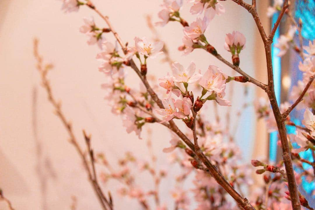 江口千夏さんのインスタグラム写真 - (江口千夏Instagram)「マネージャーさんから大きな桜を頂きました🌸 ありがとうございます😊 千夏も花を咲かせられる様に頑張ります！  #さくら #cherryblossom #birthdaypresent」3月25日 17時21分 - chinatsu.eguchi