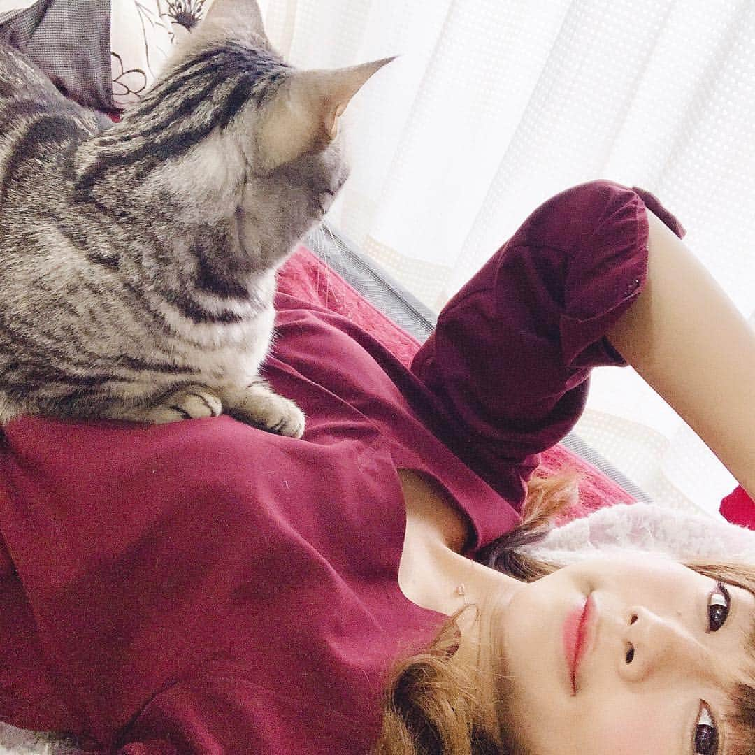 晴山由梨さんのインスタグラム写真 - (晴山由梨Instagram)「ソラの定位置🐱 . #猫 #猫のいる暮らし #マンチカン #にゃんすたぐらむ  #catsofinstagram #catstagram」3月25日 17時36分 - hareyama_yuri