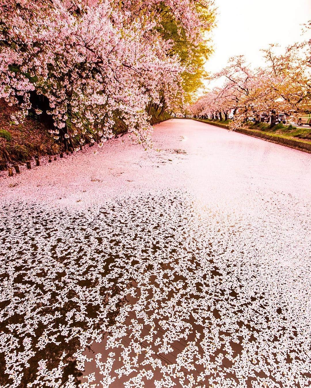 JALさんのインスタグラム写真 - (JALInstagram)「. A magical carpet of cherry blossoms covers the surface of the moat at Hirosaki Park Sakura Festival 🌸 (in season April 20 to May 6). #JAL #ChargeUpMarch⠀ ⠀ 毎年約200万人が訪れる青森県・弘前公園の桜祭り🌸⠀ お濠の水面に浮かんだ花びらでできる桜の絨毯は絶景✨✨⠀ 今年の会期は4月20日（土）～5月6日（月）まで。⠀ .⠀ .⠀ Post your memories with #FlyJAL⠀ #JapanAirlines⠀ ⠀ #japan #aomori #sakura #springiscoming #springisintheair」3月25日 17時41分 - japanairlines_jal