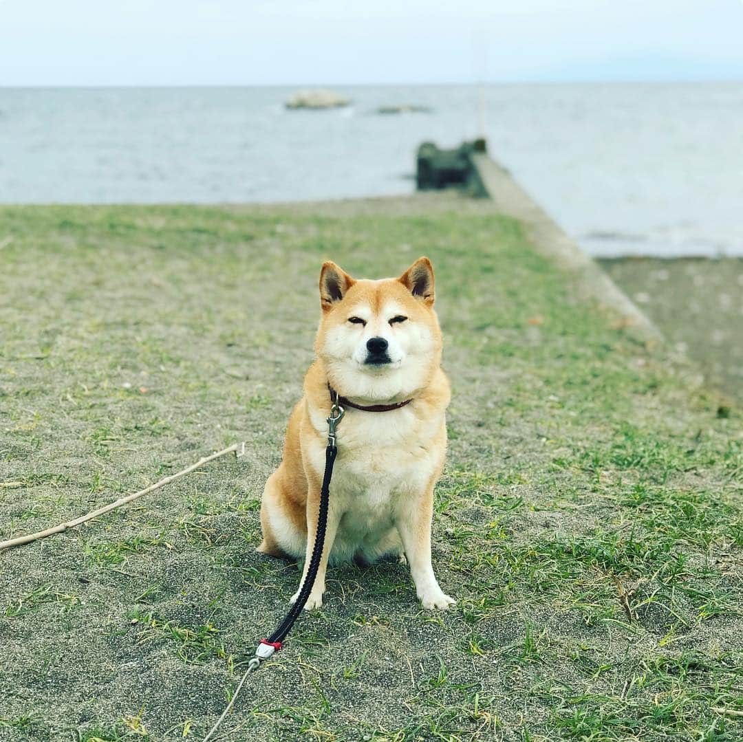 のインスタグラム：「良くなったと思ったけど再びお腹ピー子ちゃん😭 #マル子  #柴犬  #shiba  #富士山また白い  #スズランの様な雑草」