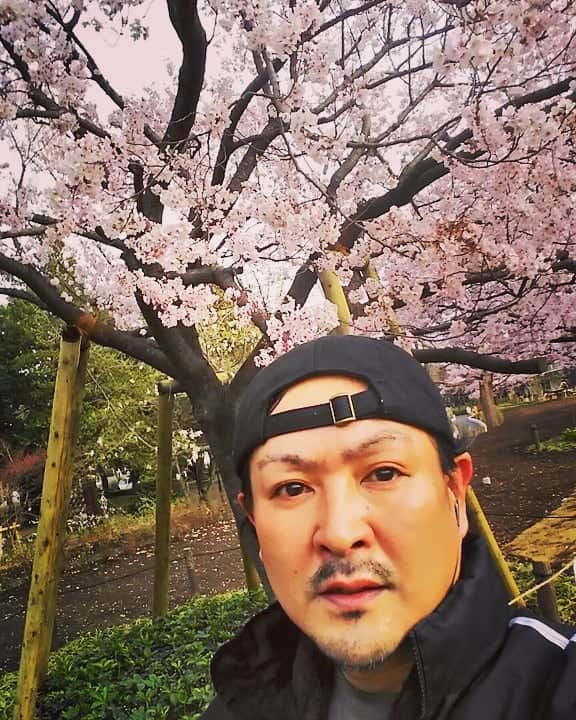 重松隆志さんのインスタグラム写真 - (重松隆志Instagram)「重桜満開🌸  #桜」3月25日 17時47分 - shige_man_