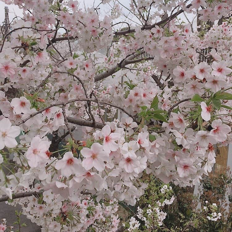 高岡早紀 さんのインスタグラム写真 - (高岡早紀 Instagram)「何日かぶりに東京に戻ってきたら、ウチの桜も満開に。。 華やかな季節がやってきた。。。 #桜 #sakura #早紀おウチガーデニング」3月25日 18時00分 - saki_takaoka