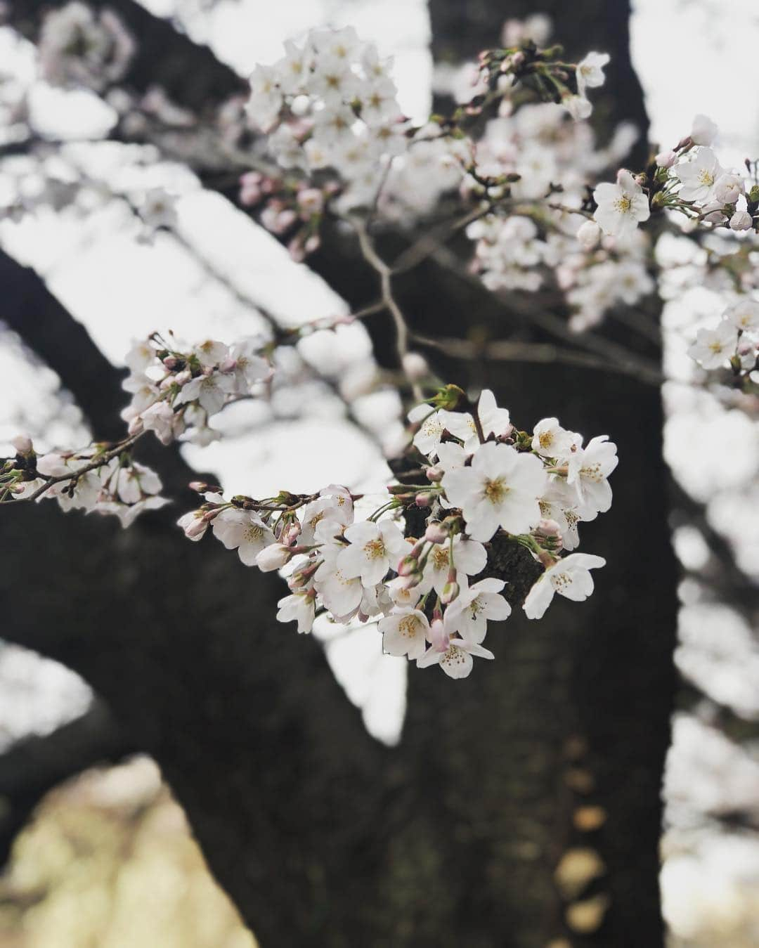 佐藤晴美さんのインスタグラム写真 - (佐藤晴美Instagram)「咲いた🌸 桜の時期ですね。 出会いや別れ、 毎年、この花が咲く頃に 沢山の思い出が生まれるんだろうなぁ。 桜を見ると、私も色んな春の思い出や景色がフラッシュバックします☺️ 今年も日本中にステキな春が訪れますように…♪ 桜を見ると優しい気持ちになります✨  綺麗に咲いている短い時間を沢山目に焼き付けようと思います(^^)」3月25日 18時01分 - sato_harumi__official