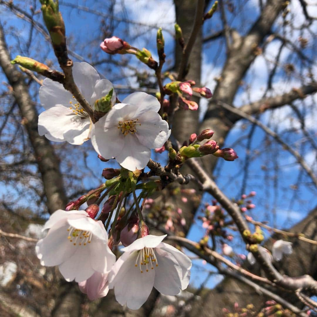 花蝶しほさんのインスタグラム写真 - (花蝶しほInstagram)「#お花見 #山崎川 #桜 #全然咲いてなかったけど #出来て良かった #スタバ片手に #ブラブラ #ちびまる子ちゃんの #たまちゃんのパパ化する #しんごちゃんw」3月25日 17時54分 - s1h0i1h2o