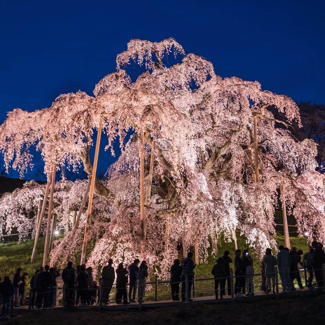 楽天トラベル さんのインスタグラム写真 - (楽天トラベル Instagram)「今年見に行きたいお花見スポットランキングをご紹介👇🏻※写真は過去の開花時のものです . 同率6位は #福島県 にある樹齢1000年を超えるベニシダレザクラの見事な#一本桜 #三春滝桜 🌸 #日本三大桜 の一つで国の天然記念物に指定されています。周辺は遊歩道が整備されているので美しい桜を見ながら散策が楽しめ、見頃に合わせてライトアップも行われます✨ . **************** 旅先で撮った素敵な写真に @rakutentravel をタグ付けしてシェアしてね♪ 厳選してこのアカウントで紹介させていただきます **************** . #楽天トラベル #楽天  #rakutentravel #旅 #旅行 #旅に出よう #旅行好きな人と繋がりたい #travel #trip #日本 #japan #일본 #instagramjapan #IG_JAPAN #japantrip #桜 #夜桜 #桜の名所 #sakura #cherryblossom #福島 #fukushina」3月25日 18時00分 - rakutentravel