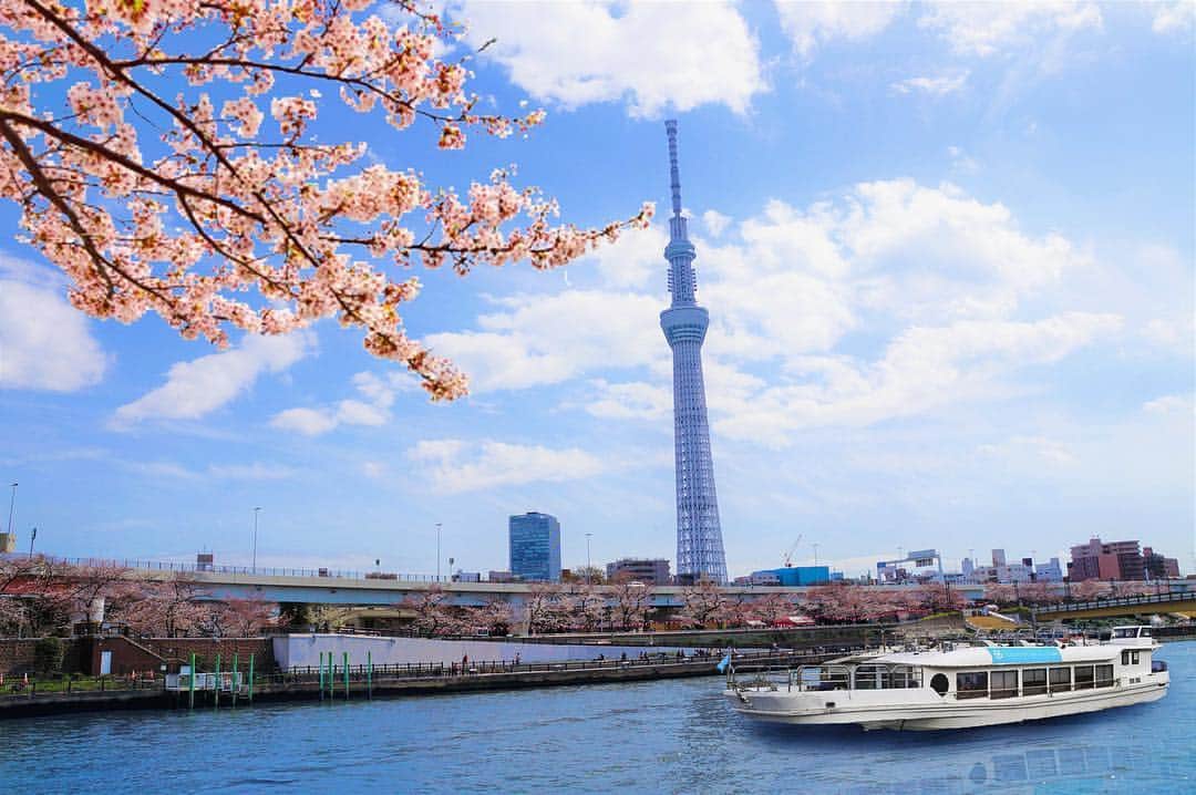 asoview! さんのインスタグラム写真 - (asoview! Instagram)「桜の名所・隅田川でお花見クルーズ。約1kmにわたって川面を彩る1,000本の桜と提灯、スカイツリーの景色を思う存分満喫できます。⁣⠀ .⁣⠀ 心地よい春風を感じながら、桜色のプレミアム スパークリングワイン「CHANDON ロゼ」を楽しめるのもこのクルーズの魅力です。虎ノ門エリアの人気店「TORA DELI」が用意した「肉ざんまい弁当」や「パティスリー SAKURA」のマカロンを使用した春らしいスイーツをいただけば、さらに特別な120分間を過ごせますよ。⁣⠀ .⁣⠀ お花見クルーズは満開の時期はもちろん、花びらが散り始める頃も情緒がありオススメです。今年はちょっぴり大人な雰囲気で、船上から優雅にお花見を楽しんでみてはいかがでしょうか？⁣⠀ ≕≔≕≔≕≔≕≔≕≔≕≔≕≔≕≔≕≔≕≔⁣⠀ 🌏Location @隅田川⁣⠀ 🏃Organizer is Anniversary Cruise⁣⠀ 📷Picture by @anniversary_cruise⁣⠀ ≕≔≕≔≕≔≕≔≕≔≕≔≕≔≕≔≕≔≕≔⁣⠀ .⁣⠀ 🏄全国1万9千件以上の遊び紹介中⛺⁣⠀ @asoview⁣⠀ .⁣⠀ あなたの体験の思い出を#アソビュー のハッシュタグをつけて教えてください♪⁣⠀ ステキな投稿はasoview!や @asoviewでご紹介させていただきます❤⁣⠀ .⁣⠀ #本日のアソビ は⁣⠀ https://www.asoview.com/base/2099/⁣⠀」3月25日 18時03分 - asoview