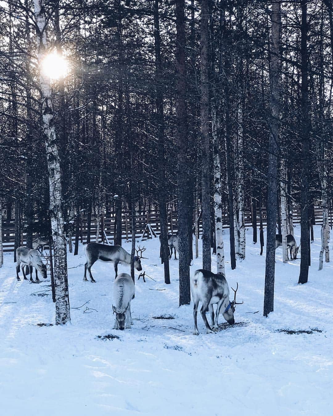 sananasさんのインスタグラム写真 - (sananasInstagram)「🤫😍 _ #Laponie #Lapland #Rennes #Reindeer #Finlande #Breathtaking #Nature #LANEIGE #ISleptWithLaNeige」3月25日 18時06分 - sananas2106