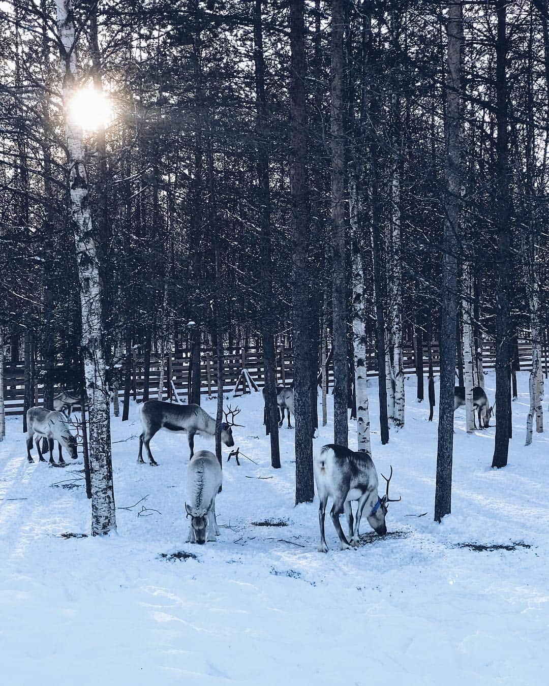 sananasのインスタグラム：「🤫😍 _ #Laponie #Lapland #Rennes #Reindeer #Finlande #Breathtaking #Nature #LANEIGE #ISleptWithLaNeige」