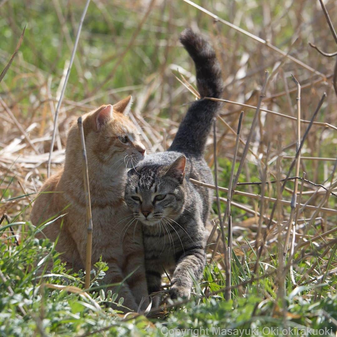 Masayukiさんのインスタグラム写真 - (MasayukiInstagram)「あえての邪魔。  #cat #love #ねこ #しっぽはうそつけない」3月25日 18時14分 - okirakuoki