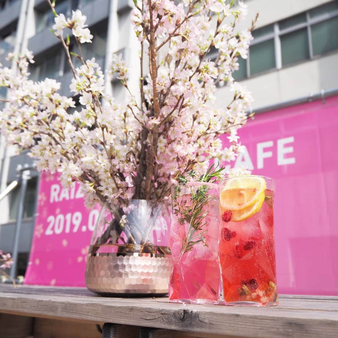 Kuboi Ayumiさんのインスタグラム写真 - (Kuboi AyumiInstagram)「お花見をしながらゆったりランチ。 やっぱり桜を見るとテンションがあがります。  ランチタイムにお花見ができちゃう「RAIZIN SAKURA CAFE」に行ってきました。  明日から3日間限定で虎ノ門にオープンします。  外も店内もいたるところに桜が飾られているおしゃれな空間で かわいくておいしいRAIZINカクテルや、桜を堪能できる「SAKURAづくしランチ」を 楽しめます。  カクテルはノンアルコールもあり、甘酸っぱくでピンクできれいなので ぜひ試してみてくださいね。 ･ ･ ■RAIZIN SAKURA CAFE概要 開催場所： 「TREX TORANOMON CAFE」東京都港区西新橋2-17-4 開催期間：　2019年3月26日（火）～2019年3月28日（木）11：00～23：30（ランチメニューは11：00～15：00）  #RAIZINSAKURA #RAIZINSAKURACAFE #PR #お花見 #エア花見  #桜 #cherryblossom #cafe #カフェ #カフェ巡り #pink」3月25日 18時29分 - himekagami