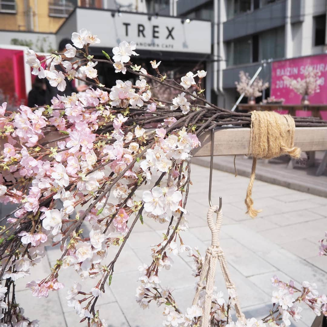 Kuboi Ayumiさんのインスタグラム写真 - (Kuboi AyumiInstagram)「お花見をしながらゆったりランチ。 やっぱり桜を見るとテンションがあがります。  ランチタイムにお花見ができちゃう「RAIZIN SAKURA CAFE」に行ってきました。  明日から3日間限定で虎ノ門にオープンします。  外も店内もいたるところに桜が飾られているおしゃれな空間で かわいくておいしいRAIZINカクテルや、桜を堪能できる「SAKURAづくしランチ」を 楽しめます。  カクテルはノンアルコールもあり、甘酸っぱくでピンクできれいなので ぜひ試してみてくださいね。 ･ ･ ■RAIZIN SAKURA CAFE概要 開催場所： 「TREX TORANOMON CAFE」東京都港区西新橋2-17-4 開催期間：　2019年3月26日（火）～2019年3月28日（木）11：00～23：30（ランチメニューは11：00～15：00）  #RAIZINSAKURA #RAIZINSAKURACAFE #PR #お花見 #エア花見  #桜 #cherryblossom #cafe #カフェ #カフェ巡り #pink」3月25日 18時29分 - himekagami