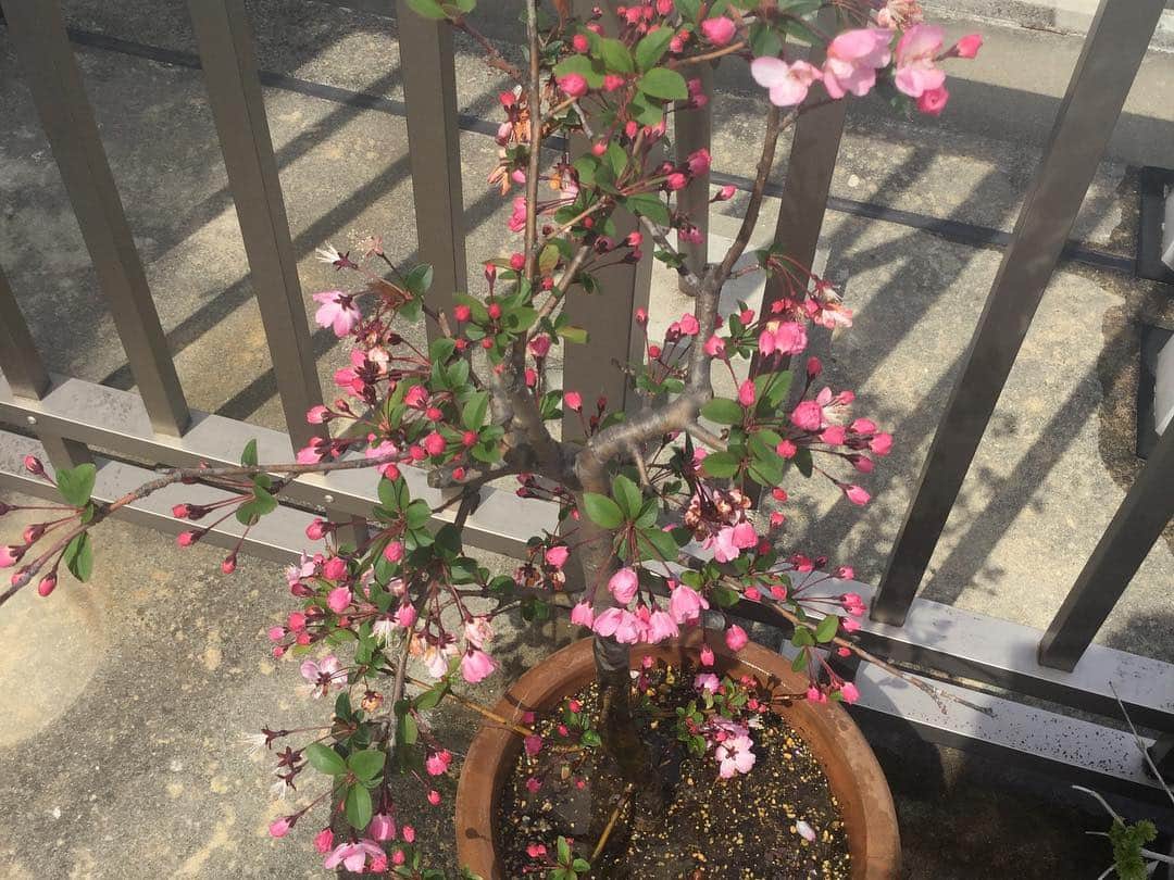 柴田淳さんのインスタグラム写真 - (柴田淳Instagram)「利休梅とハナカイドウ（花海棠）。 一季咲きの植物は、一年のうちこの春の一瞬しか楽しめない。 あとはただの木。 #利休梅 #花海棠 #リキュウバイ #ハナカイドウ」3月25日 18時30分 - shibatajun_official