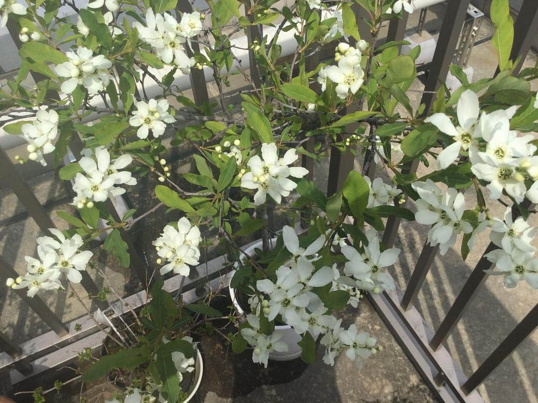 柴田淳さんのインスタグラム写真 - (柴田淳Instagram)「利休梅とハナカイドウ（花海棠）。 一季咲きの植物は、一年のうちこの春の一瞬しか楽しめない。 あとはただの木。 #利休梅 #花海棠 #リキュウバイ #ハナカイドウ」3月25日 18時30分 - shibatajun_official
