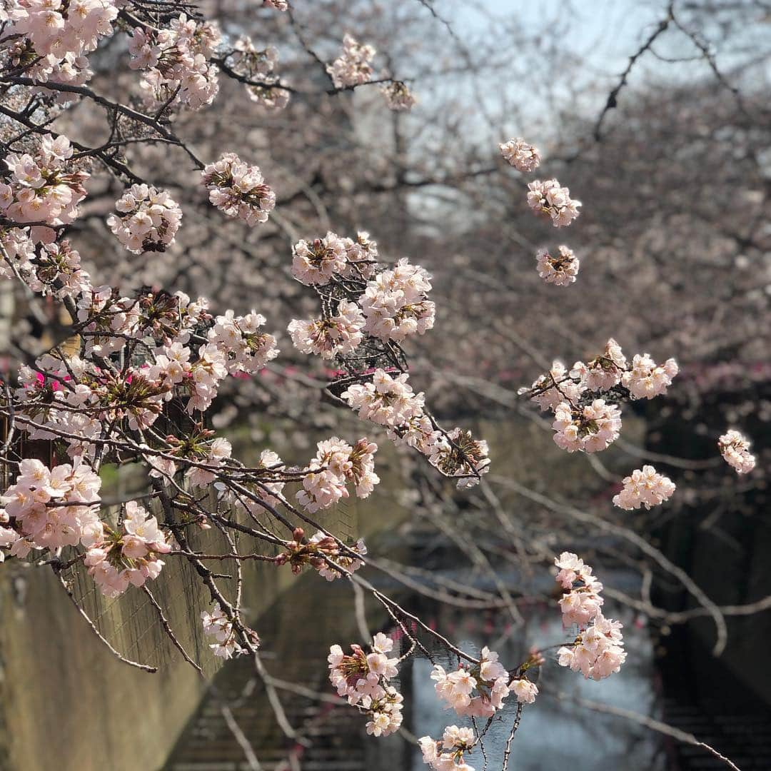 落合隼亮さんのインスタグラム写真 - (落合隼亮Instagram)「春 #spring2019 #cherryblossom  #nakameguro #japan #beautiful #tokyo」3月25日 18時34分 - ottieshun