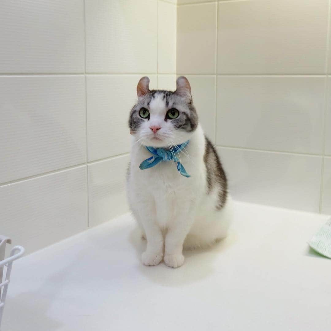 masuneco7のインスタグラム：「毎日 炊事 後片付けが終わるまで隣りの部屋で待機なねこ達。→…のはずなんだけどイッちゃんが脱走して洗い物チェックしてた。飼い主ドキドキ。」