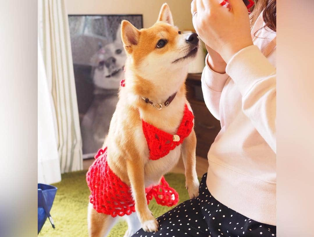 豆柴にこちゃんさんのインスタグラム写真 - (豆柴にこちゃんInstagram)「🐶🐶 親戚会〜魅惑の水着編👙〜 . 今日は親戚のぽっちゃん @mameshiba_potechi  が 遊びにきてくれました❣️ . にこは初ビキニに挑戦😘 ぽっちゃんは胸は隠したけど 下は丸出し👺だったので、 途中からバナナ🍌で隠しました😂 . 写真まだまだあるので、 小出しにしていきます😁 脱獄柴も登場します . 9枚目はにこのお尻を覗き見するぽっちゃん😚 . #柴犬#豆柴#pecoいぬ部#犬#わんこ#まめしば#west_dog_japan#犬#todayswanko#ここ柴部#shibainu#dog#mameshiba#pecotv#dog#いぬのきもち部#しばいぬ#しばけん#こいぬ#シバイヌ#いぬ#イヌ#赤柴#マメシバ#ペット#日本犬#子犬」3月25日 18時46分 - nikochan.mame48