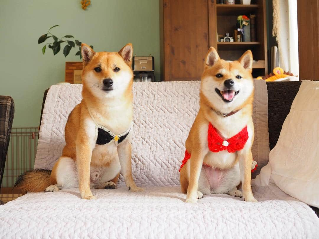 豆柴にこちゃんさんのインスタグラム写真 - (豆柴にこちゃんInstagram)「🐶🐶 親戚会〜魅惑の水着編👙〜 . 今日は親戚のぽっちゃん @mameshiba_potechi  が 遊びにきてくれました❣️ . にこは初ビキニに挑戦😘 ぽっちゃんは胸は隠したけど 下は丸出し👺だったので、 途中からバナナ🍌で隠しました😂 . 写真まだまだあるので、 小出しにしていきます😁 脱獄柴も登場します . 9枚目はにこのお尻を覗き見するぽっちゃん😚 . #柴犬#豆柴#pecoいぬ部#犬#わんこ#まめしば#west_dog_japan#犬#todayswanko#ここ柴部#shibainu#dog#mameshiba#pecotv#dog#いぬのきもち部#しばいぬ#しばけん#こいぬ#シバイヌ#いぬ#イヌ#赤柴#マメシバ#ペット#日本犬#子犬」3月25日 18時46分 - nikochan.mame48