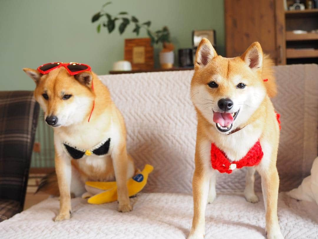 豆柴にこちゃんさんのインスタグラム写真 - (豆柴にこちゃんInstagram)「🐶🐶 親戚会〜魅惑の水着編👙〜 . 今日は親戚のぽっちゃん @mameshiba_potechi  が 遊びにきてくれました❣️ . にこは初ビキニに挑戦😘 ぽっちゃんは胸は隠したけど 下は丸出し👺だったので、 途中からバナナ🍌で隠しました😂 . 写真まだまだあるので、 小出しにしていきます😁 脱獄柴も登場します . 9枚目はにこのお尻を覗き見するぽっちゃん😚 . #柴犬#豆柴#pecoいぬ部#犬#わんこ#まめしば#west_dog_japan#犬#todayswanko#ここ柴部#shibainu#dog#mameshiba#pecotv#dog#いぬのきもち部#しばいぬ#しばけん#こいぬ#シバイヌ#いぬ#イヌ#赤柴#マメシバ#ペット#日本犬#子犬」3月25日 18時46分 - nikochan.mame48