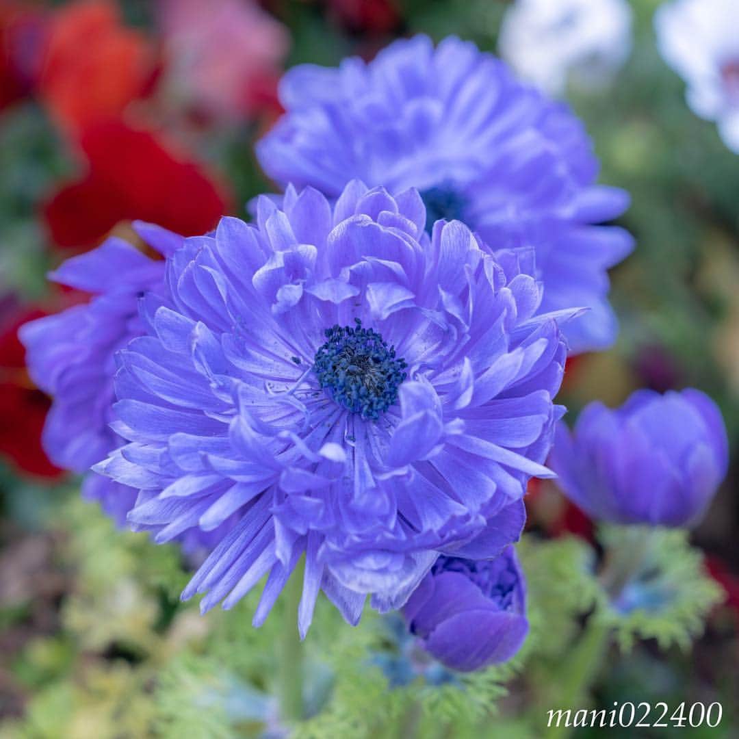 mani022400のグルメインスタ