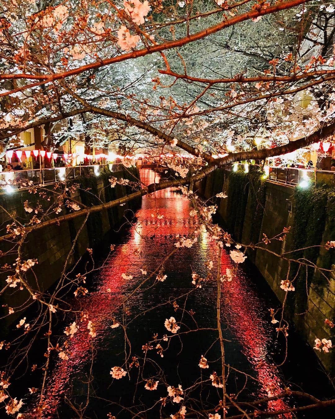 秋山具義さんのインスタグラム写真 - (秋山具義Instagram)「夜の目黒川の美しさよ。﻿ ﻿﻿﻿ #目黒川の桜パトロール2019」3月25日 18時55分 - gugitter
