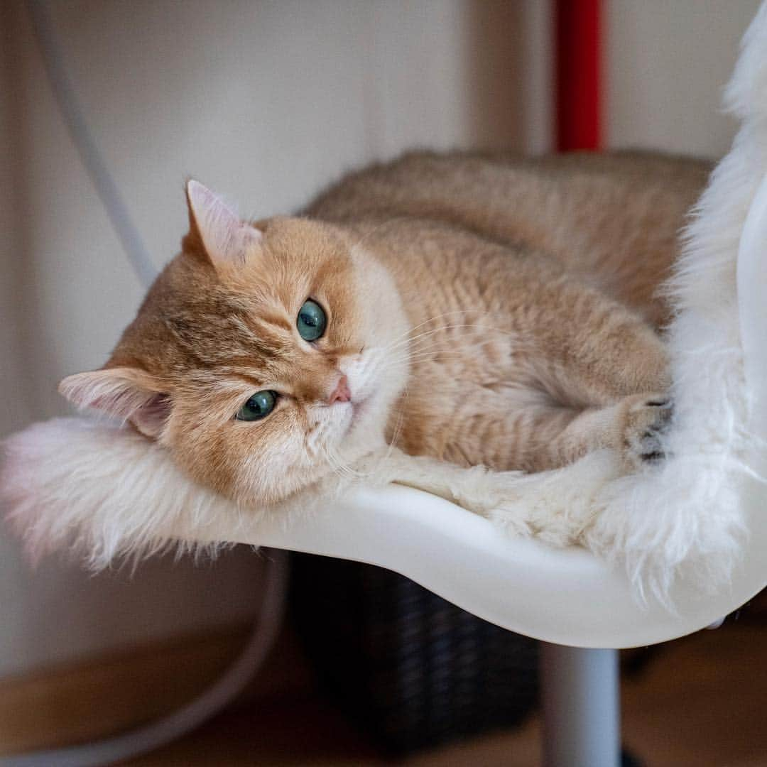 Hosicoさんのインスタグラム写真 - (HosicoInstagram)「Kiss your loved ones while leaving for work 😘🥰😍」3月25日 18時55分 - hosico_cat