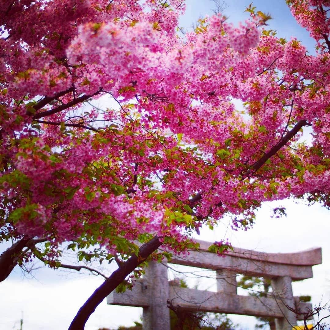 City of Kyoto Official Accountさんのインスタグラム写真 - (City of Kyoto Official AccountInstagram)「2019年3月24日撮影。 #車折神社 の #河津桜 です。ここも#京都早咲き桜 として有名かつ #穴場スポット です。#芸能の神様 をお祭りした芸能神社もあるので、有名人の名前をたくさん目にすることができます。  アクセスは京福電車（嵐電）の車折神社駅からすぐ。京都駅から行く場合は、地下鉄で烏丸御池駅乗り換え、東西線で太秦天神川駅へ。そこから京福電車に乗るのがオススメです。  阪急電車をご利用の場合は、大宮駅から京福電車に載りましょう。  車折神社のお参りが終わったら、嵐山もセットで観光できる距離です。ぜひ、今週のお出かけのプランのご参考に！  春の京都ジェニックキャンペーン開催中！ https://camp-in.jp/kyotogenic-spring2019  #visitkyoto #kyotogenic #kyototravel #art_of_japan #japan_of_insta #loves_united_kyoto #japantrip #kyototrip #ig_kyoto #kyoto_style #springinkyoto #cherryblossom #kyotohiddengems Kyoto Official Travel Guide http://kyoto.travel/en  #京都 #京都ジェニック  #未来に残したい京都  #京都好きな人と繋がりたい #とっておきの京都 #京都桜 #満開 オフィシャルサイト「京都観光NAVI」 http://ja.kyoto.travel」3月25日 18時56分 - visit_kyoto