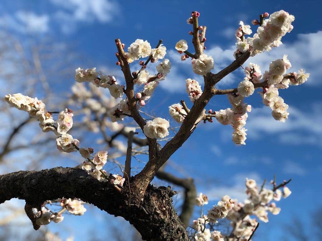 ホリエアツシさんのインスタグラム写真 - (ホリエアツシInstagram)「桜が開花したタイミングでの梅📷 #🌸」3月25日 18時57分 - a.horie