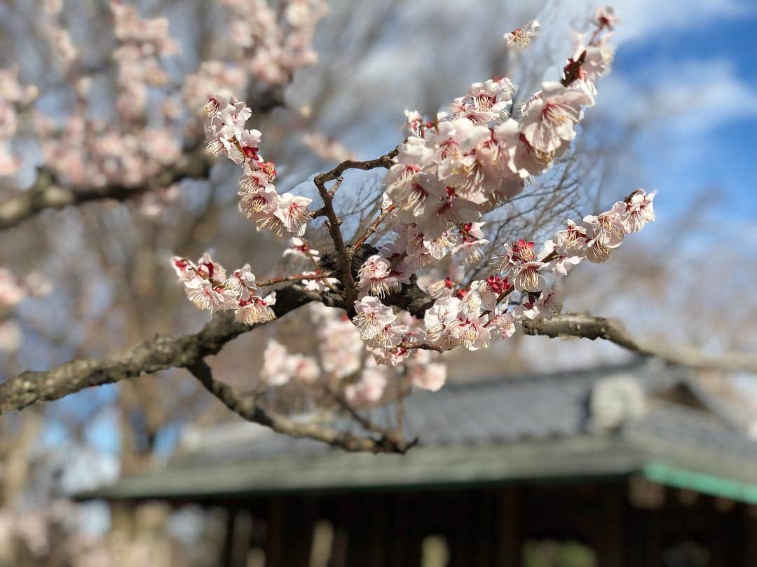 ホリエアツシさんのインスタグラム写真 - (ホリエアツシInstagram)「桜が開花したタイミングでの梅📷 #🌸」3月25日 18時57分 - a.horie